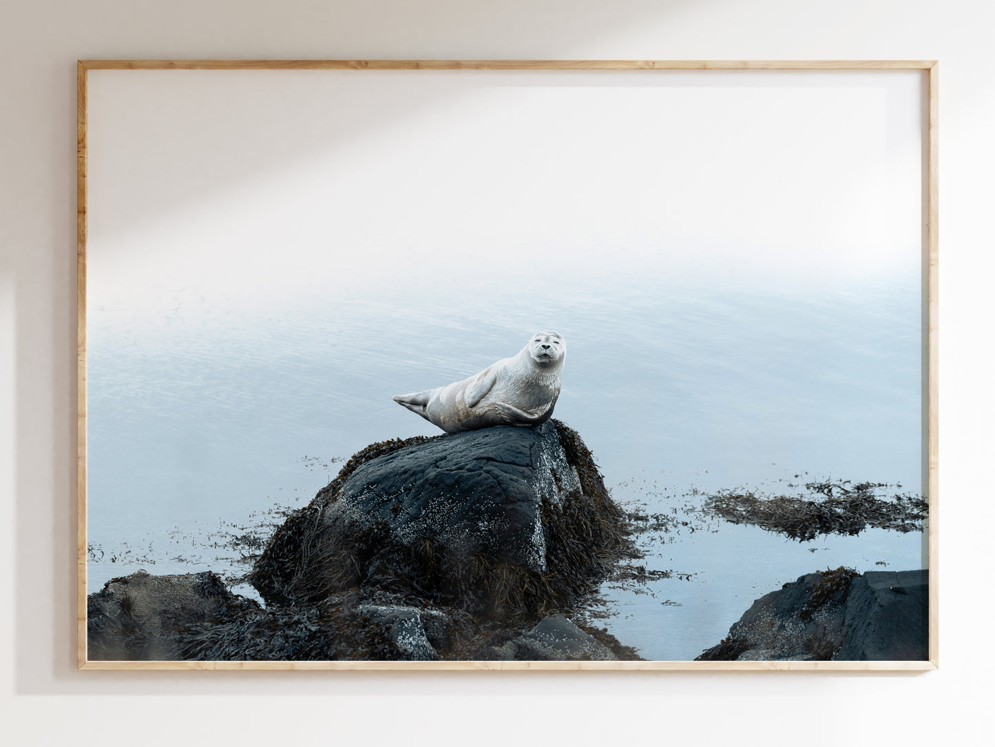Tales of the Fjords – Sea Lions of Iceland Art