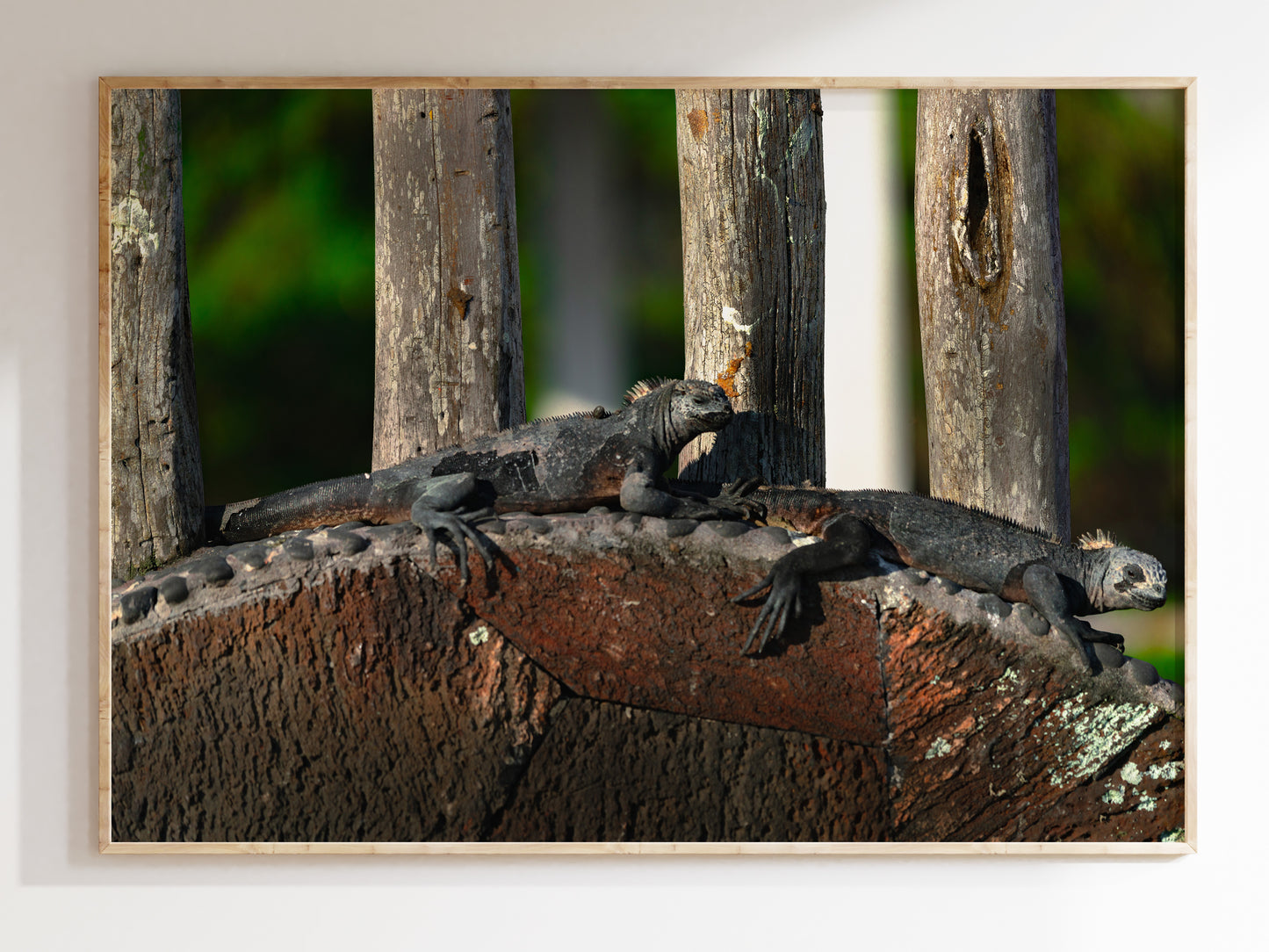 Island Rest – Lounging Marine Iguanas on the Galápagos Pie