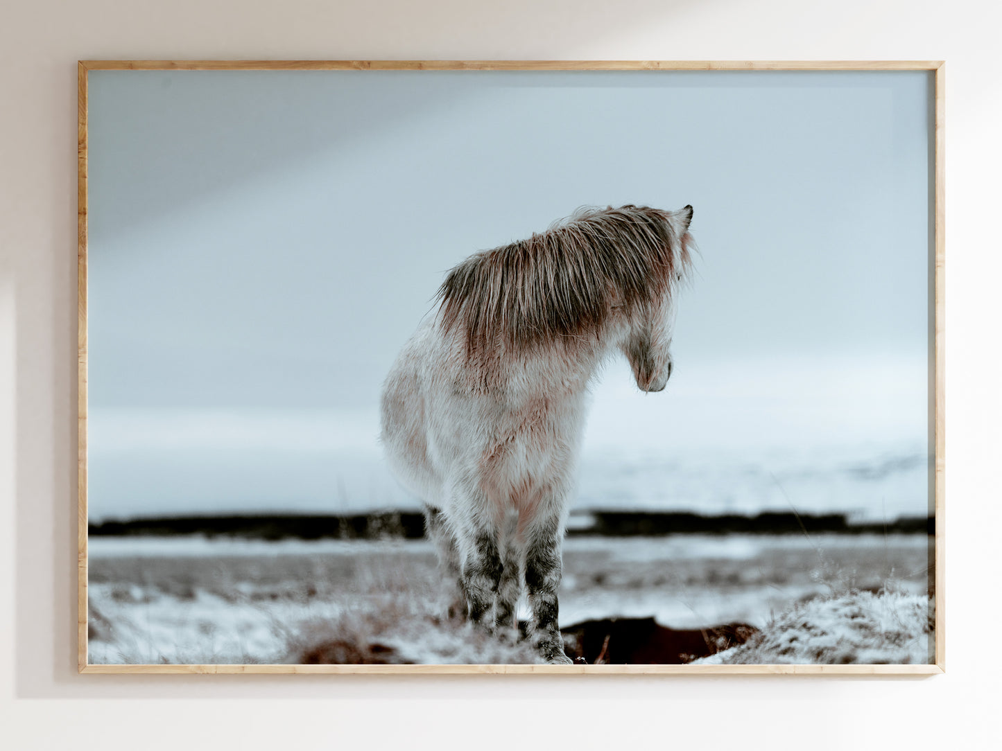 Nordic Elegance – Icelandic Horse in Winter Art Print