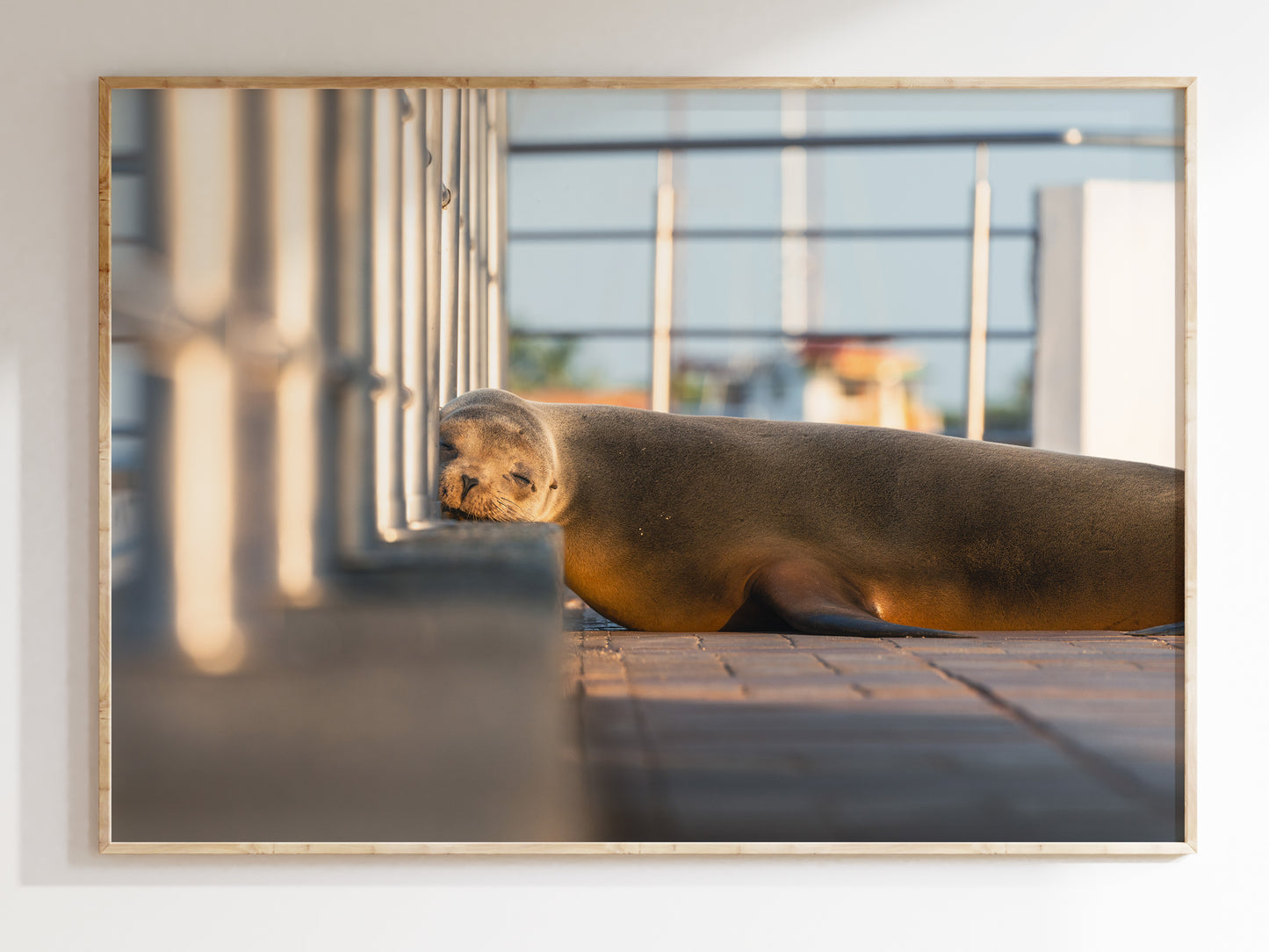 Dreaming by the Sea – Galápagos Sea Lion Wall Decor