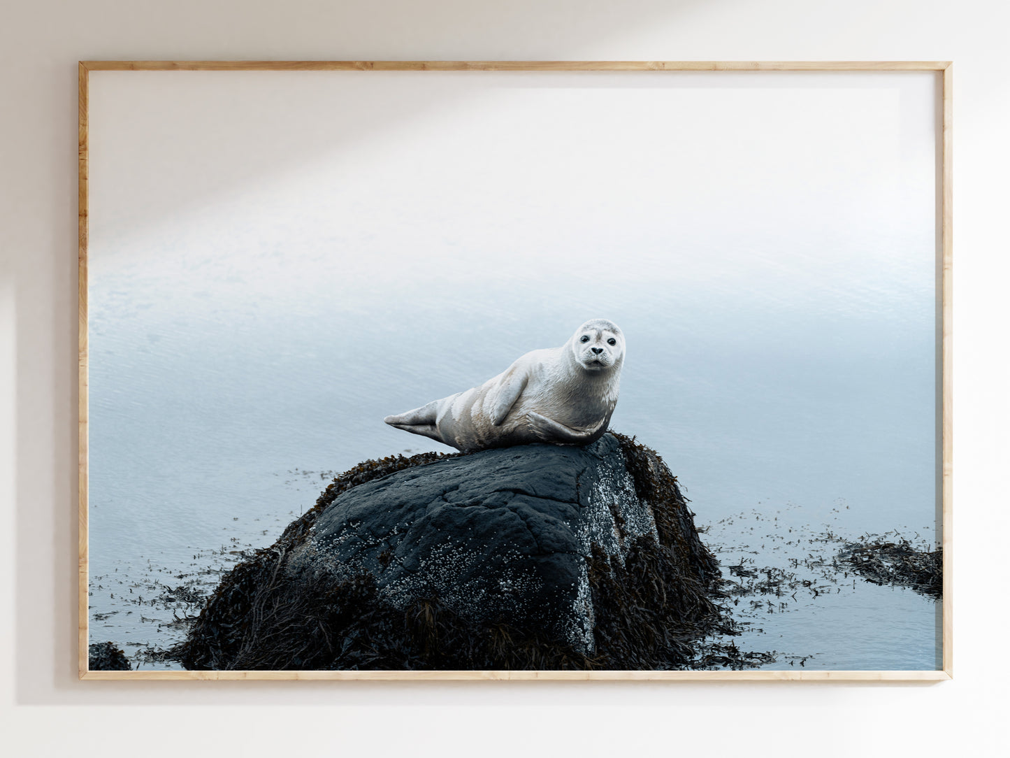 Arctic Shores – Icelandic Sea Lions Scenic Print