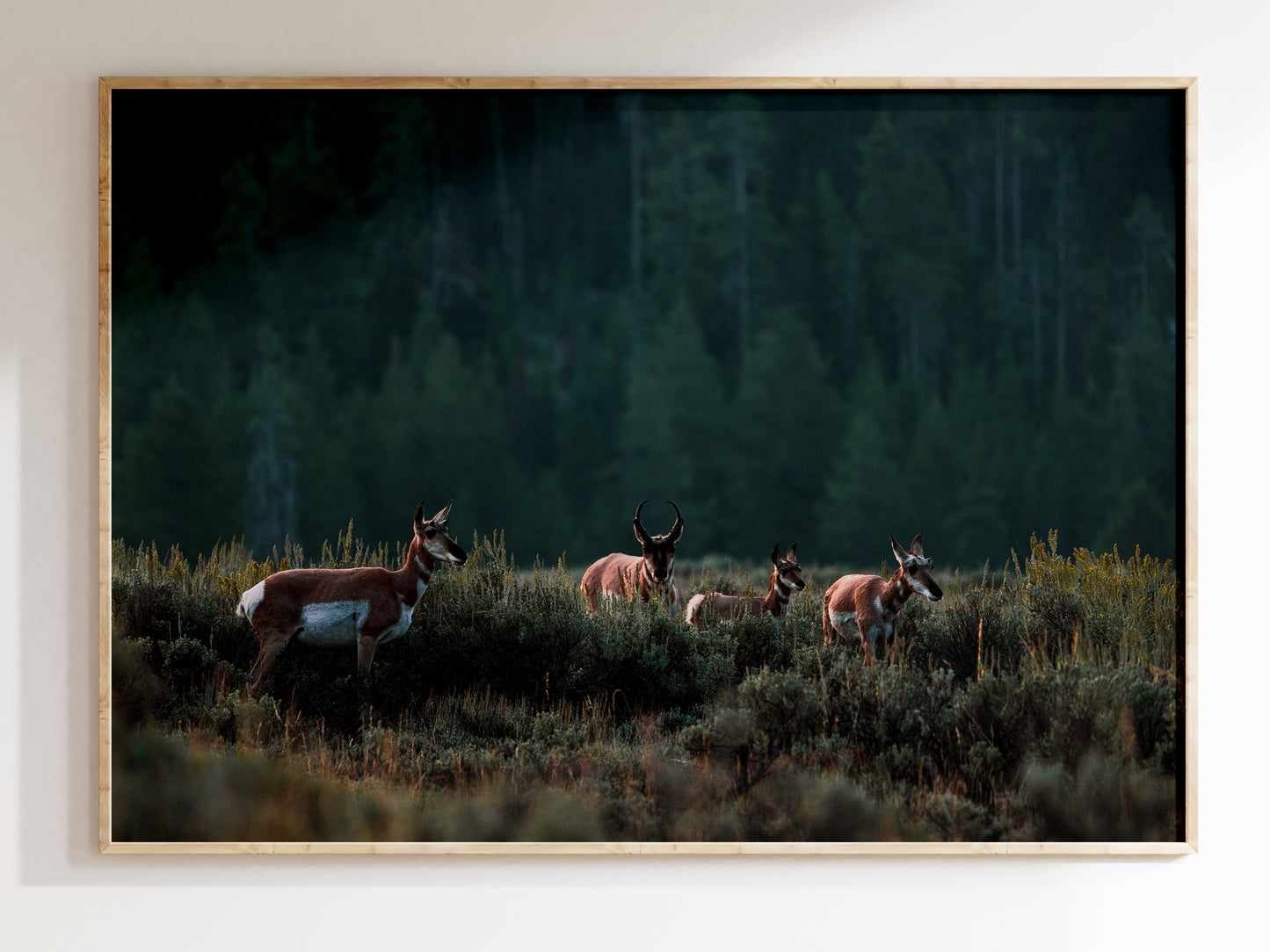 Pronghorn Herd in the Tetons – Nostalgic Wildlife Wall Art