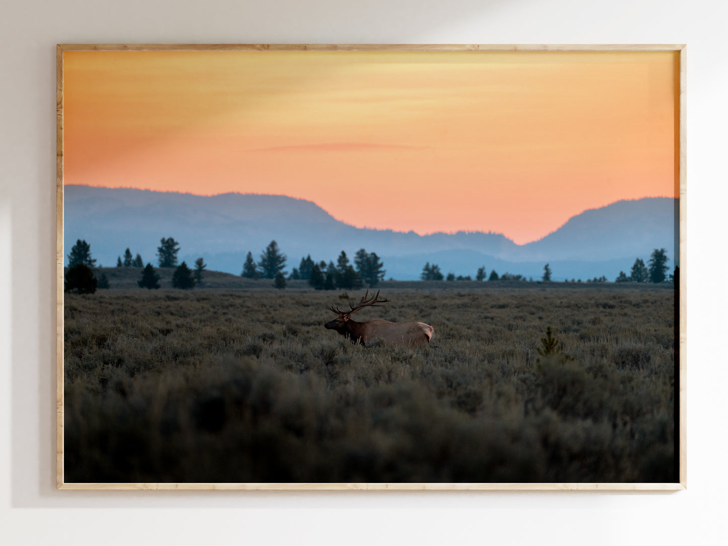 Majestic Elk in the Tetons – Wall Art for Nature Dreamers & Wildlife Lovers