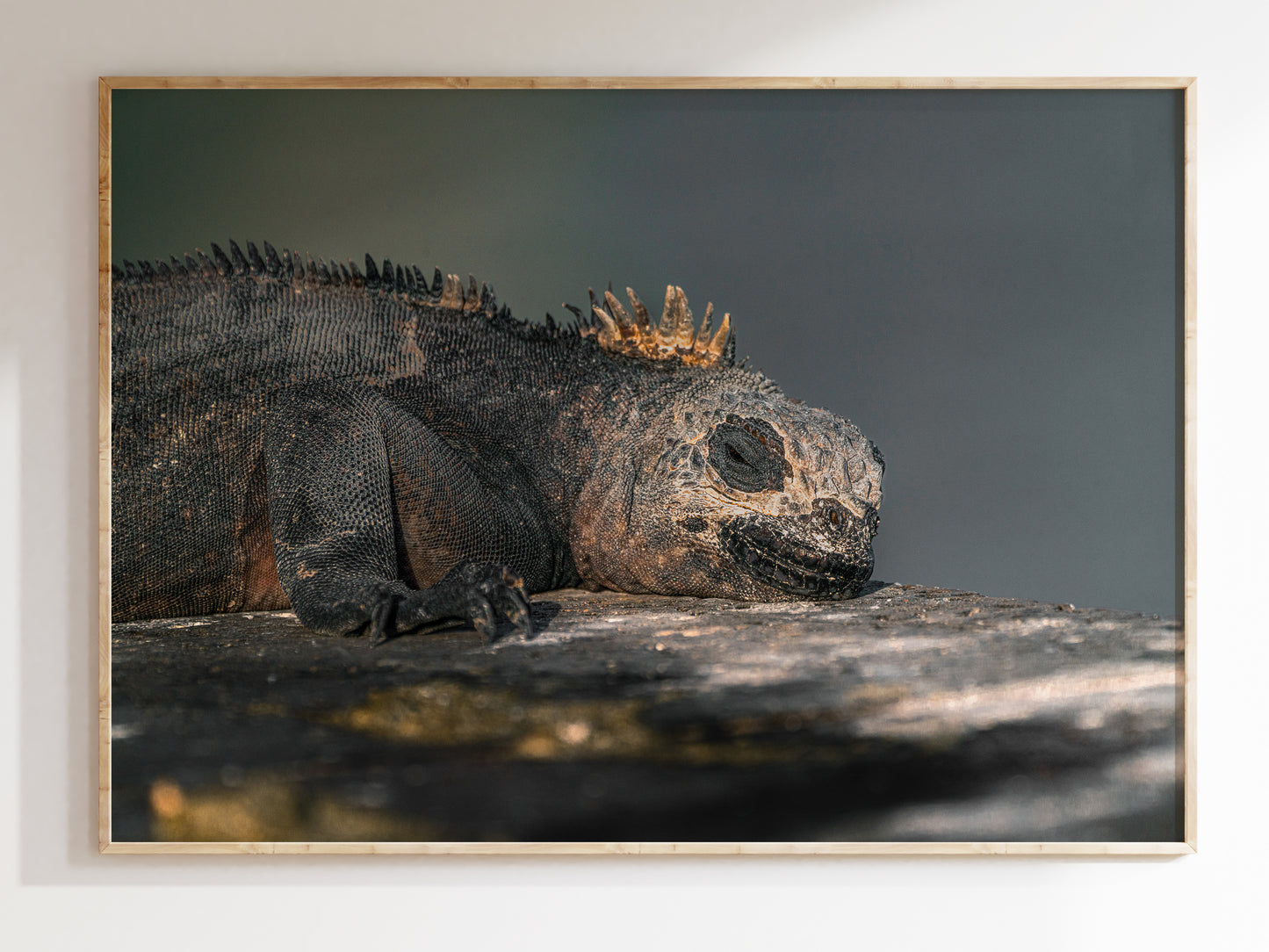 Resting in Paradise – Marine Iguana of the Galápagos Print