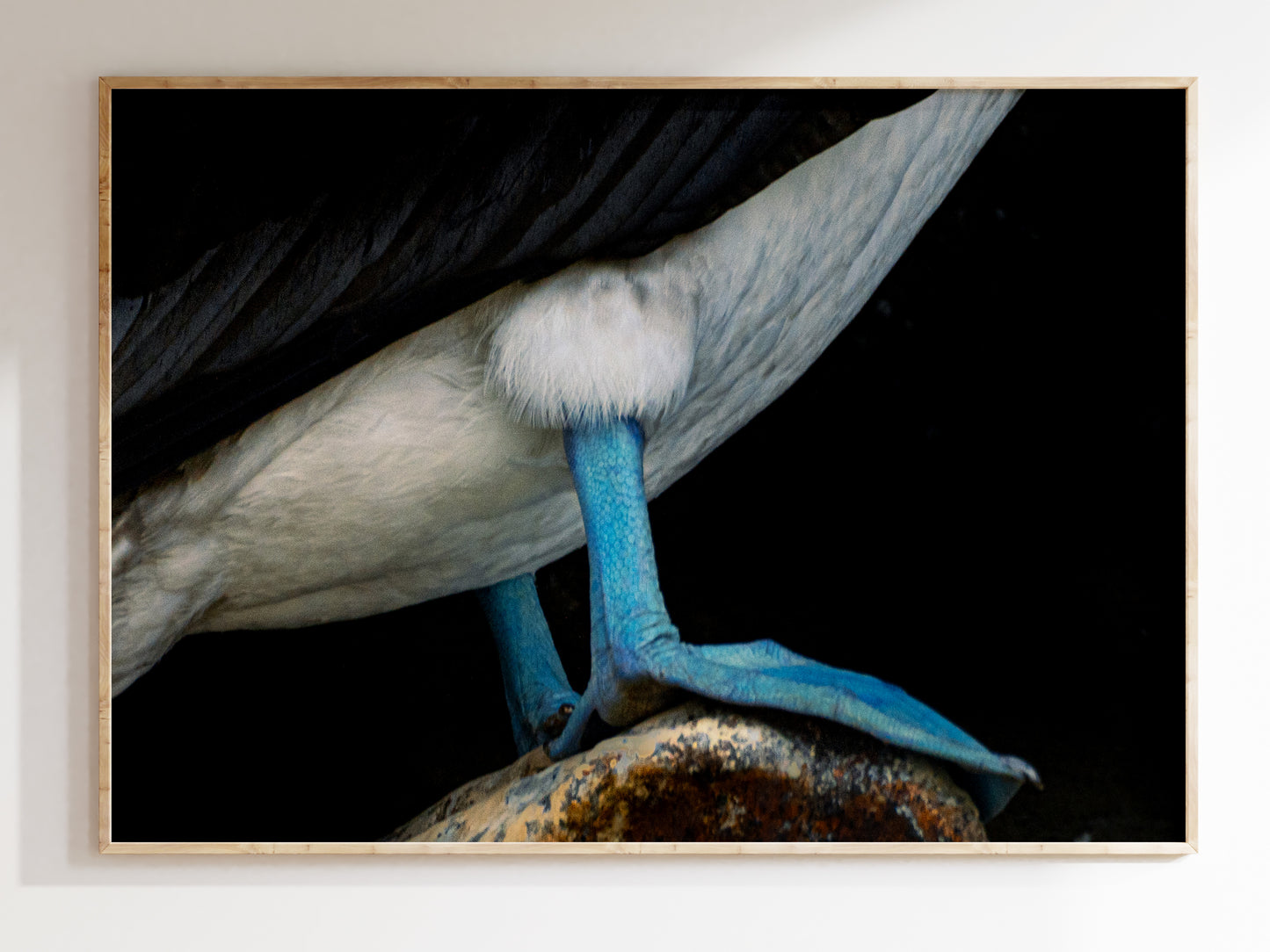 Vivid Blue Feet – Iconic Galápagos Bird Wall Decor