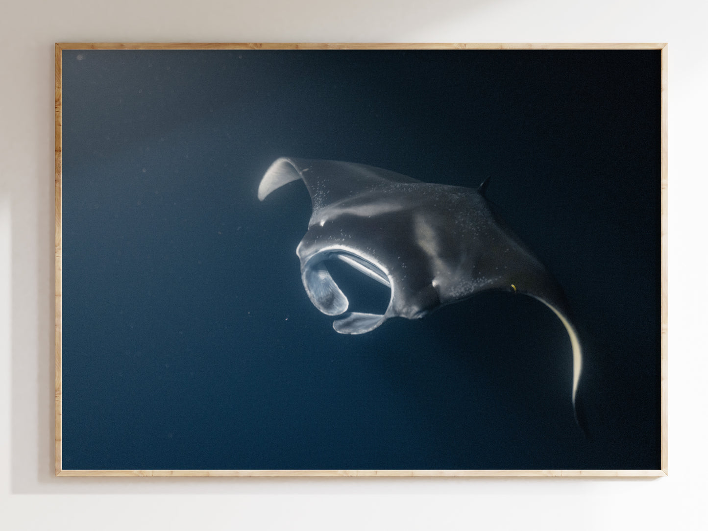 Ocean Giants – Manta Rays of Kona, Hawaii Wall Art