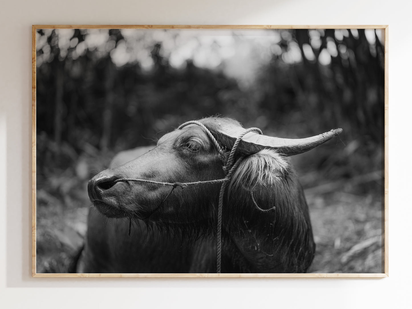 Silent Strength – Black & White Philippine Carabao Wall Art
