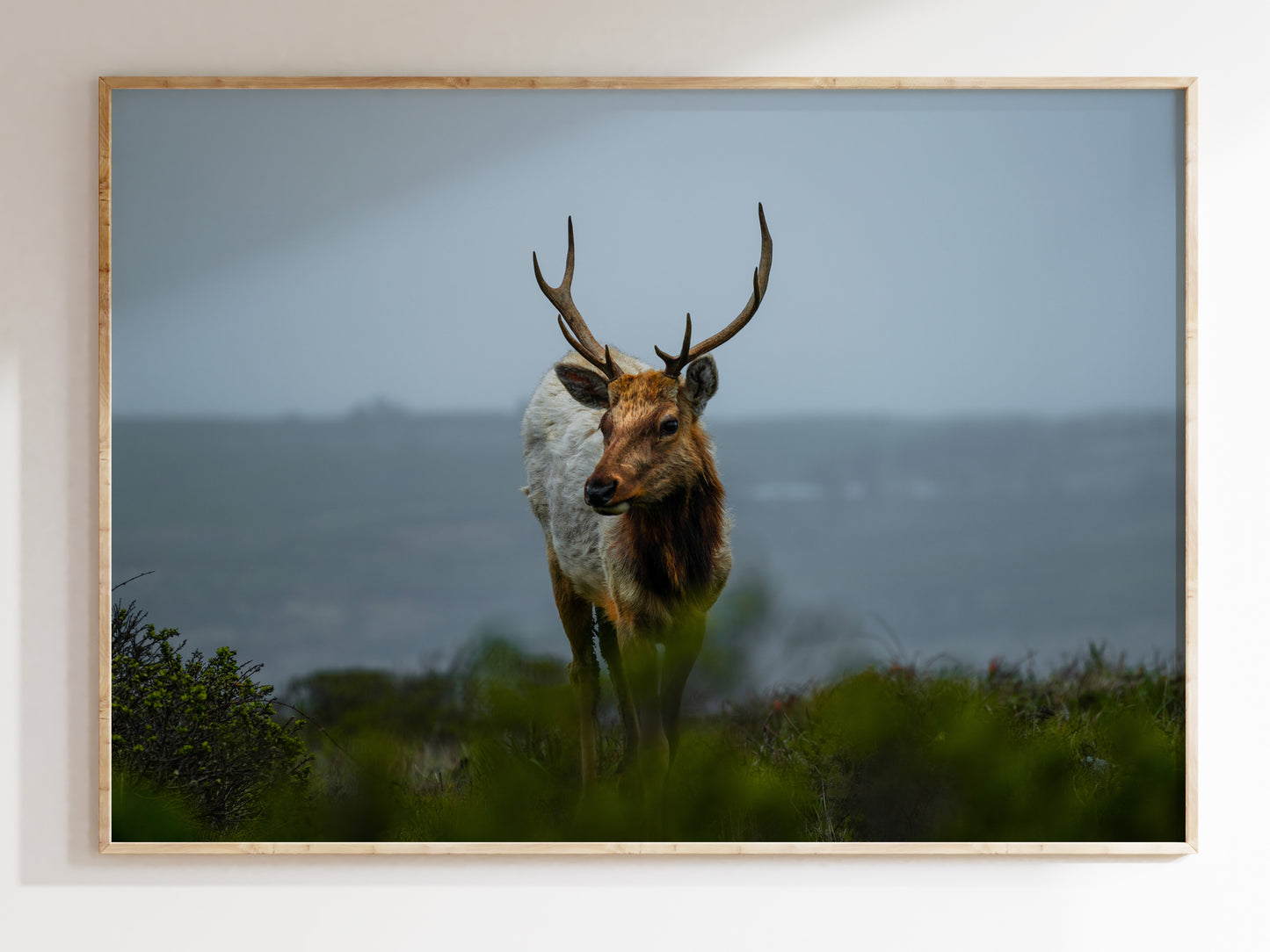 Wild and Free – Elk of Tomales Point Wall Art