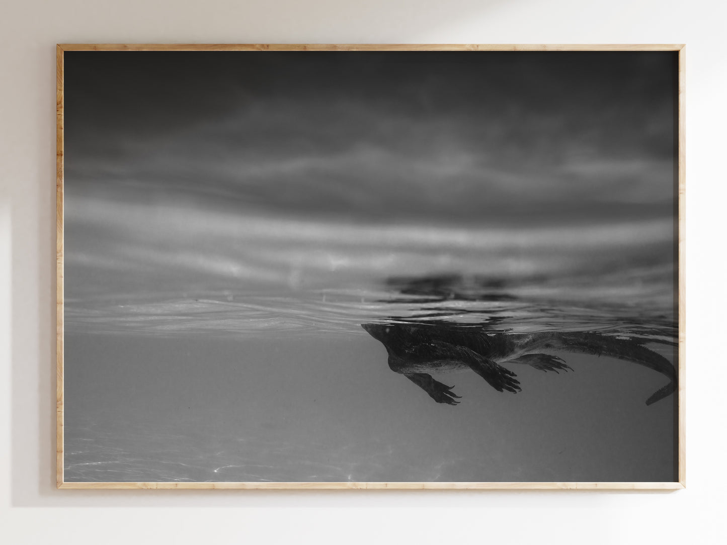 Beneath the Surface – Marine Iguana Swimming in Galápagos Wall Art
