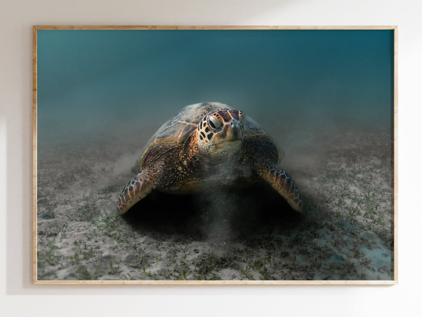 Graceful Grazer – Green Turtle in Hawaiian Waters Art