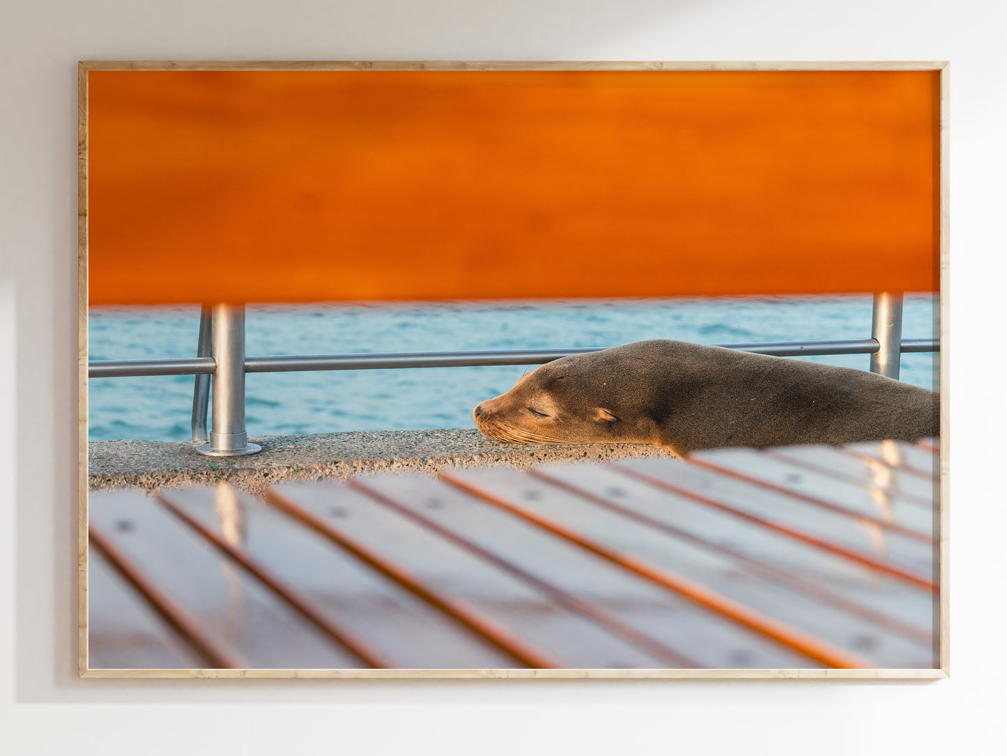 Galápagos Harbor Dreams – Sleeping Sea Lion Wall Art