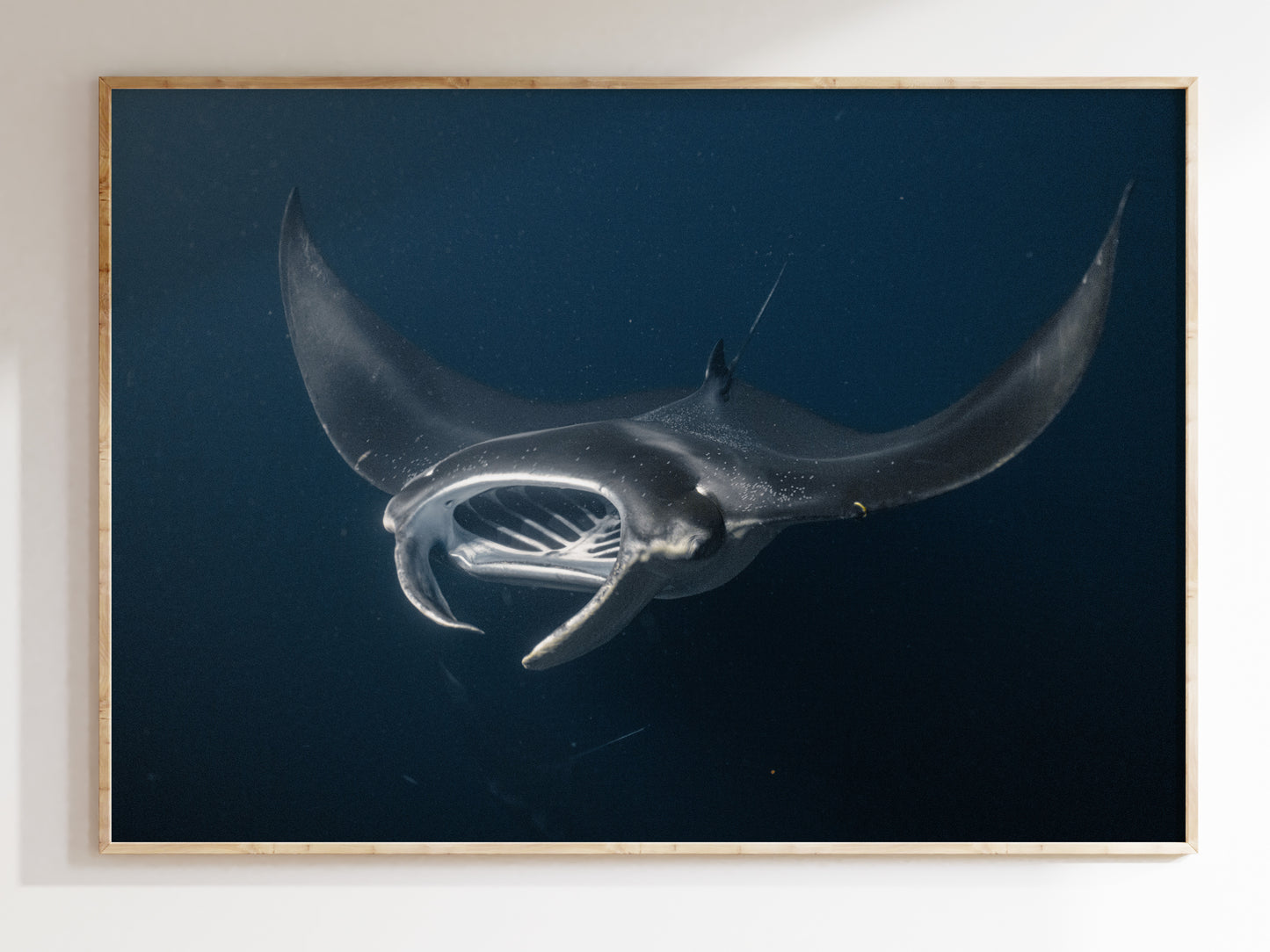 Hawaiian Depths – Manta Rays in Motion Wall Decor