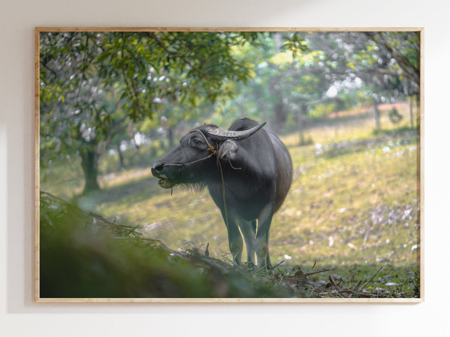Carabao Serenity – Iconic Farm Life in the Philippines Print