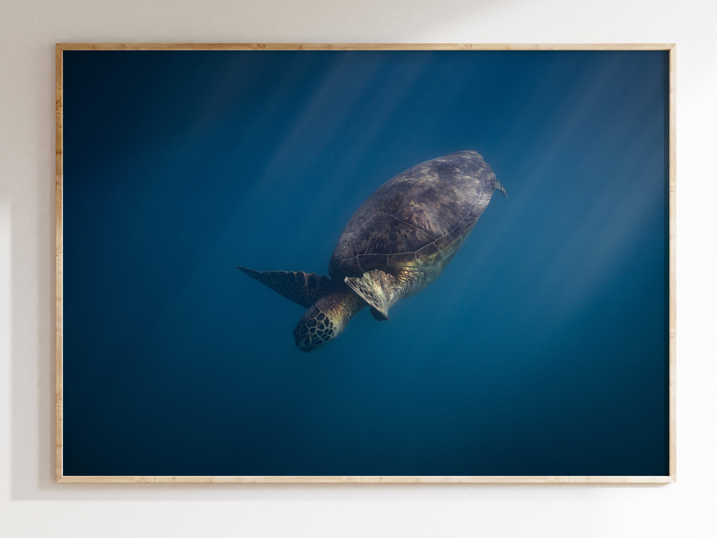 Gentle Glider – Hawaiian Green Sea Turtle Underwater Print