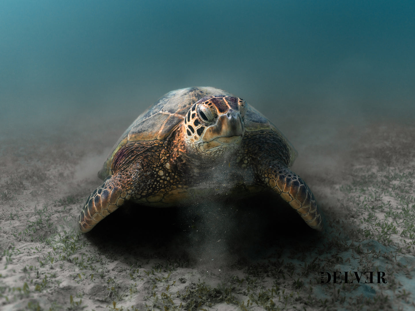 Graceful Grazer – Green Turtle in Hawaiian Waters Art