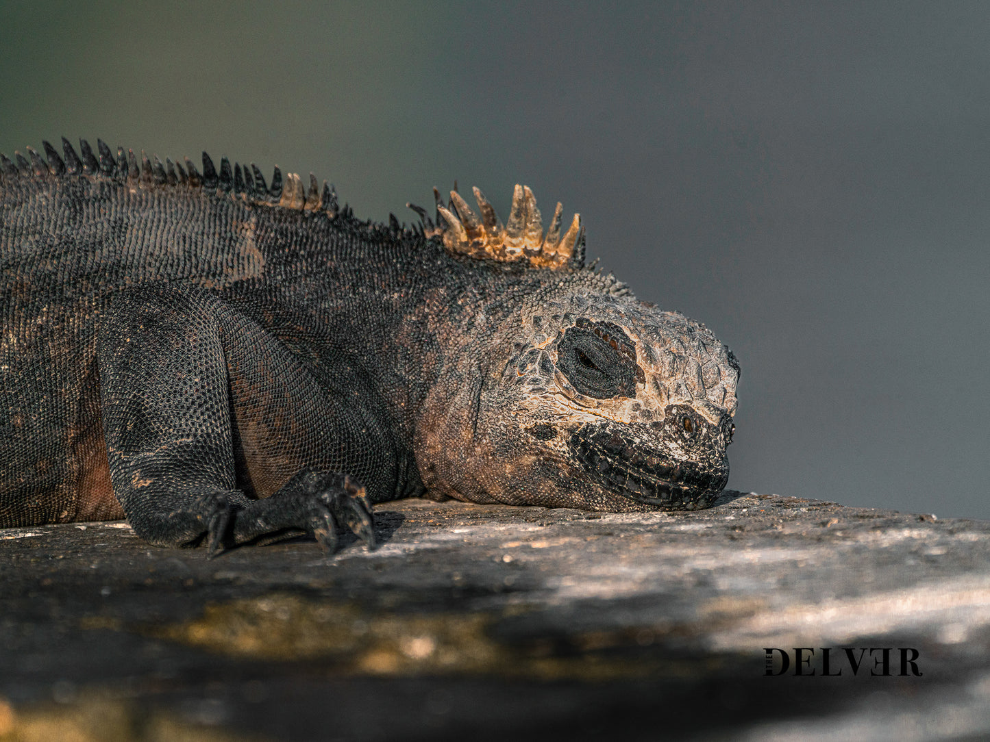 Resting in Paradise – Marine Iguana of the Galápagos Print