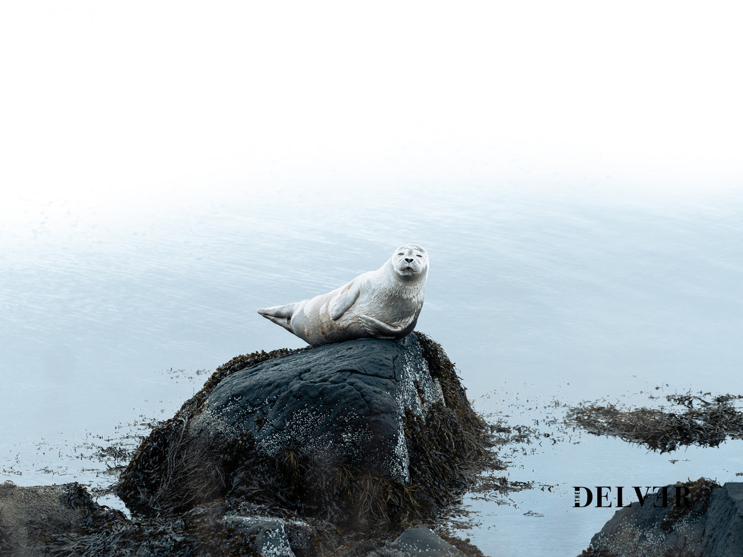 Tales of the Fjords – Sea Lions of Iceland Art