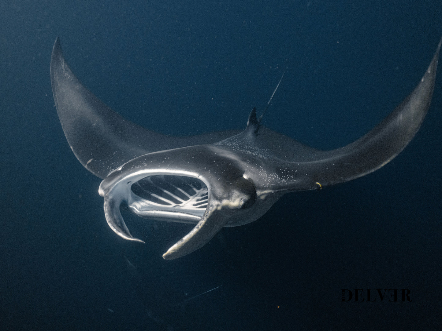 Hawaiian Depths – Manta Rays in Motion Wall Decor