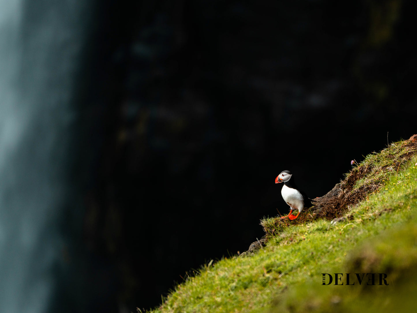 Puffin Paradise – Iconic Birds of the Faroe Islands Decor