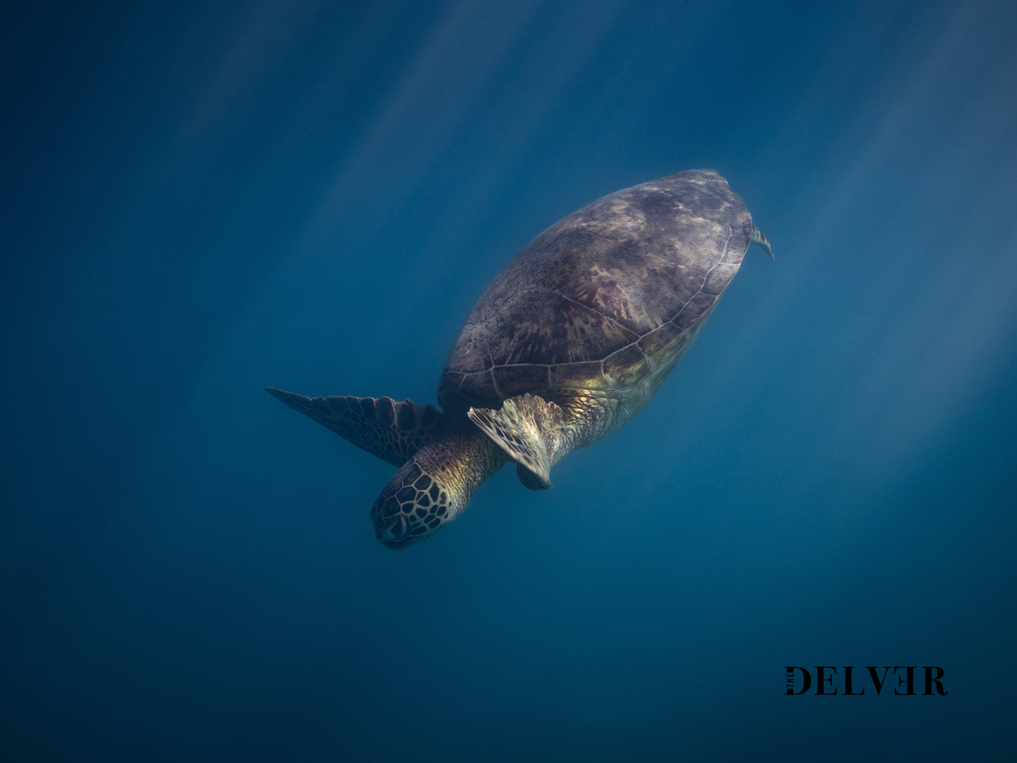 Gentle Glider – Hawaiian Green Sea Turtle Underwater Print