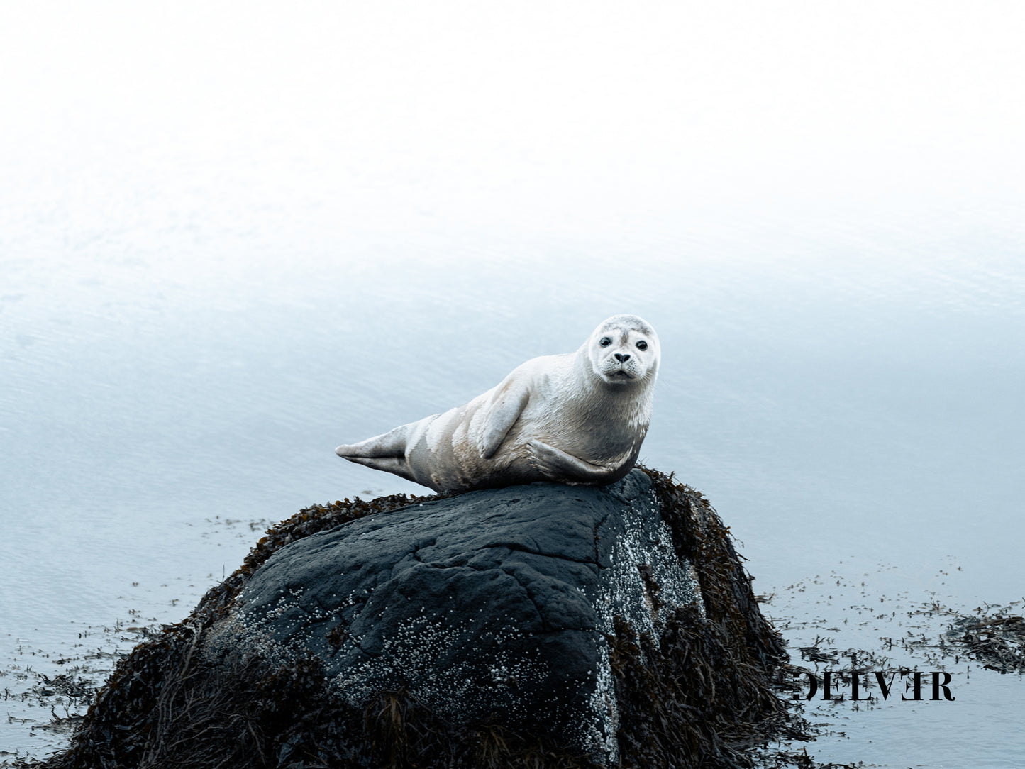 Arctic Shores – Icelandic Sea Lions Scenic Print