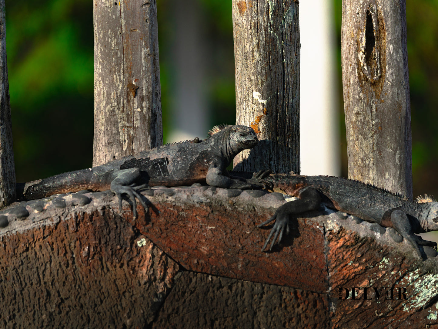 Island Rest – Lounging Marine Iguanas on the Galápagos Pie