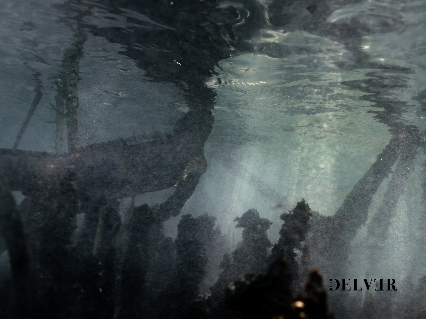 Depths of the Galápagos – Iguana Swimming Underwater Art