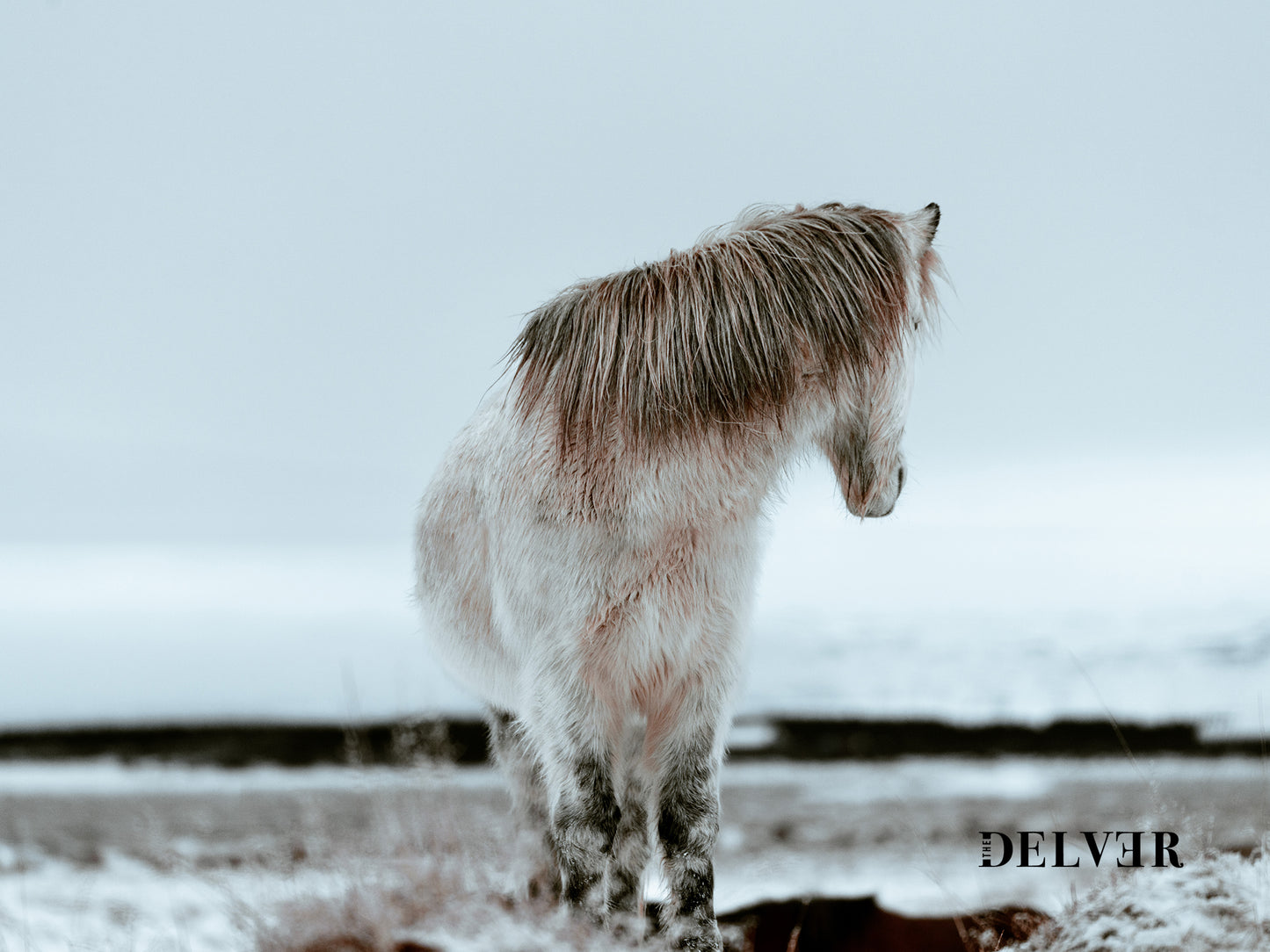 Nordic Elegance – Icelandic Horse in Winter Art Print