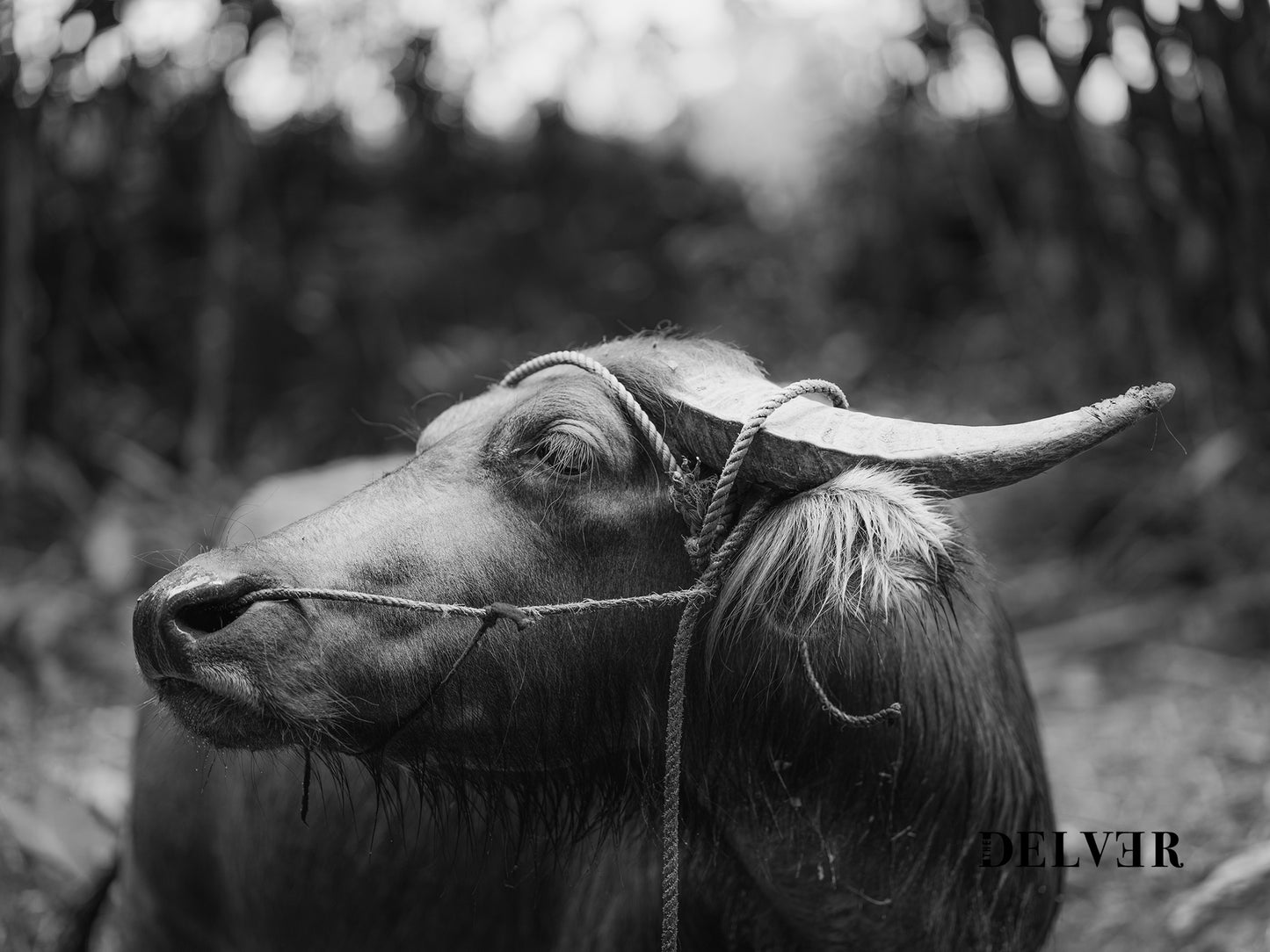 Silent Strength – Black & White Philippine Carabao Wall Art
