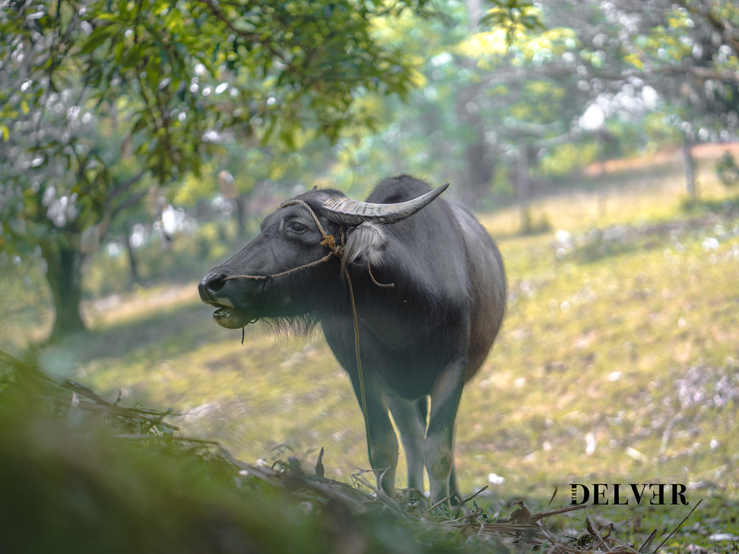 Carabao Serenity – Iconic Farm Life in the Philippines Print
