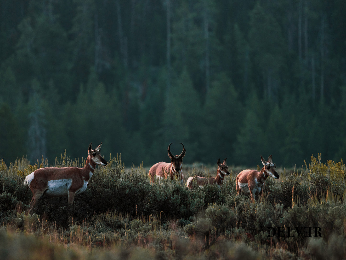 Pronghorn Herd in the Tetons – Nostalgic Wildlife Wall Art