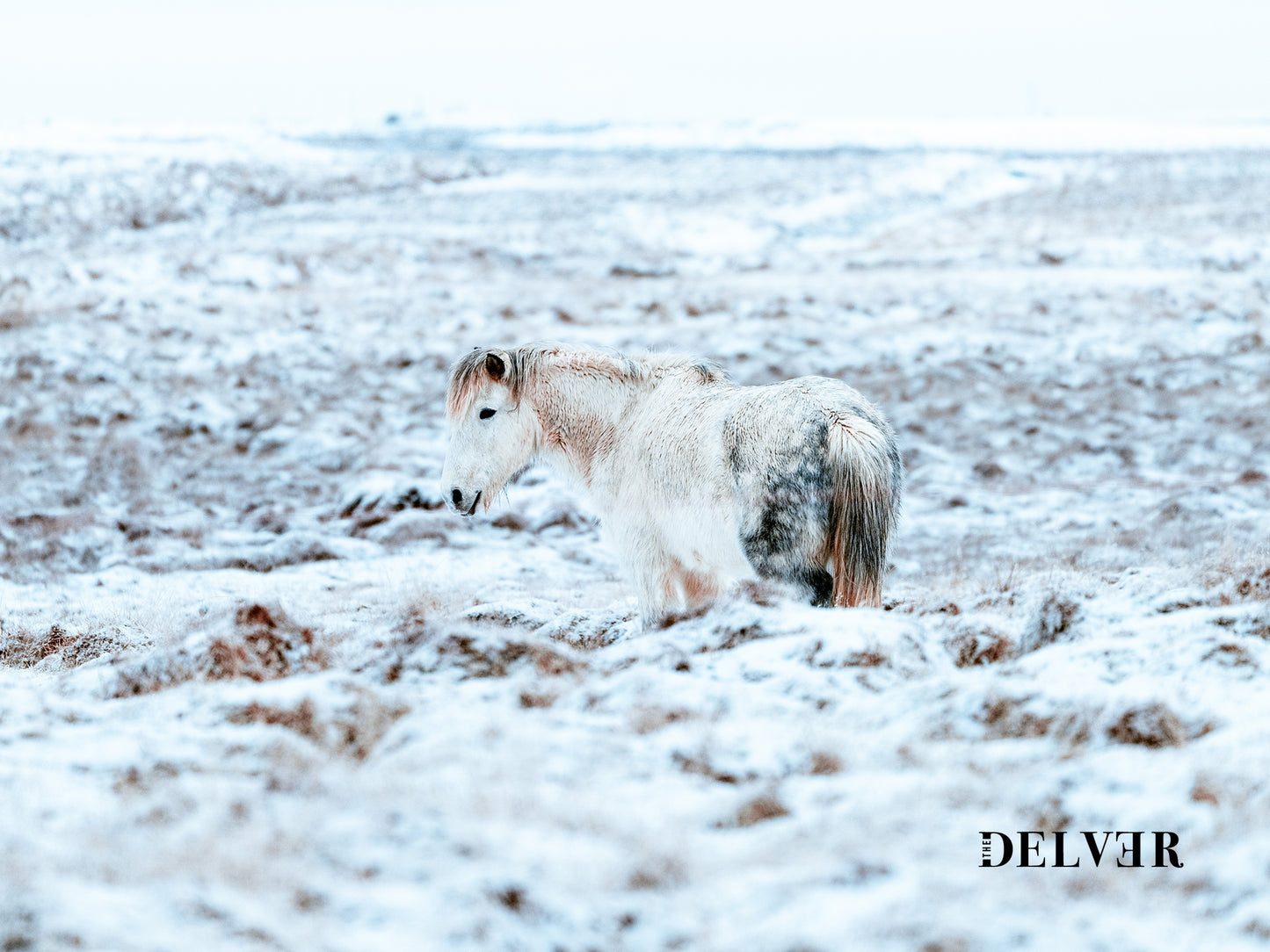 Frozen Majesty – Icelandic Horse Winter Landscape