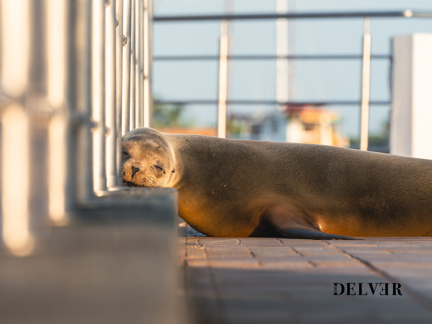 Dreaming by the Sea – Galápagos Sea Lion Wall Decor