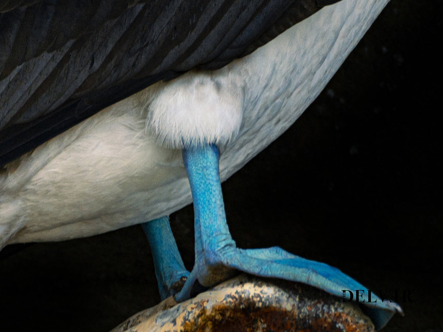 Vivid Blue Feet – Iconic Galápagos Bird Wall Decor