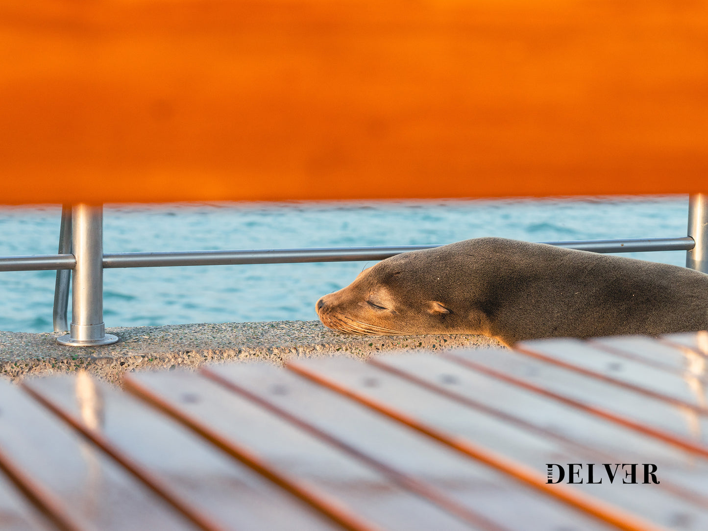 Galápagos Harbor Dreams – Sleeping Sea Lion Wall Art
