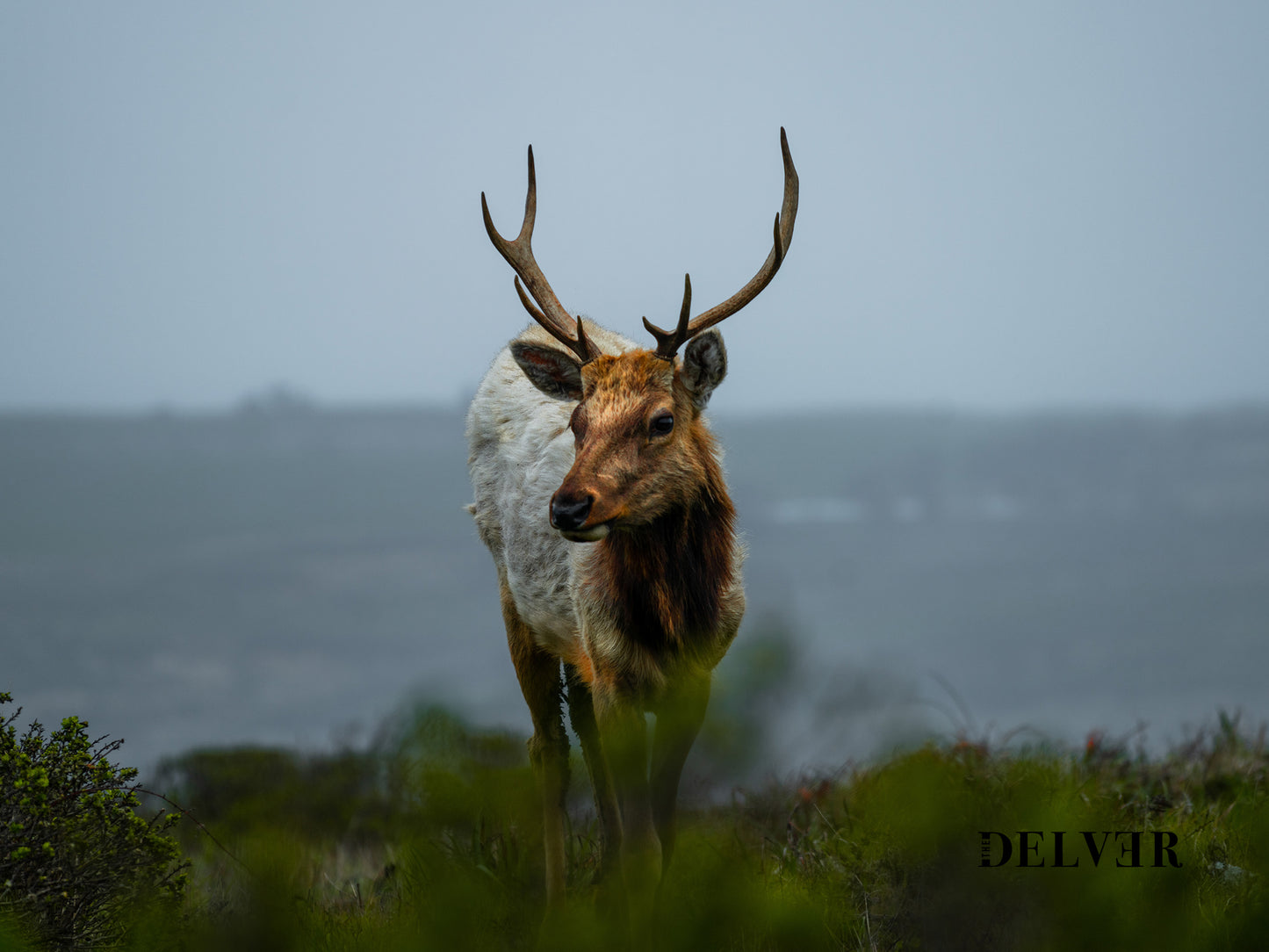 Wild and Free – Elk of Tomales Point Wall Art