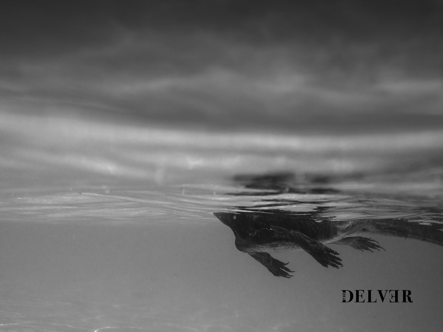 Beneath the Surface – Marine Iguana Swimming in Galápagos Wall Art
