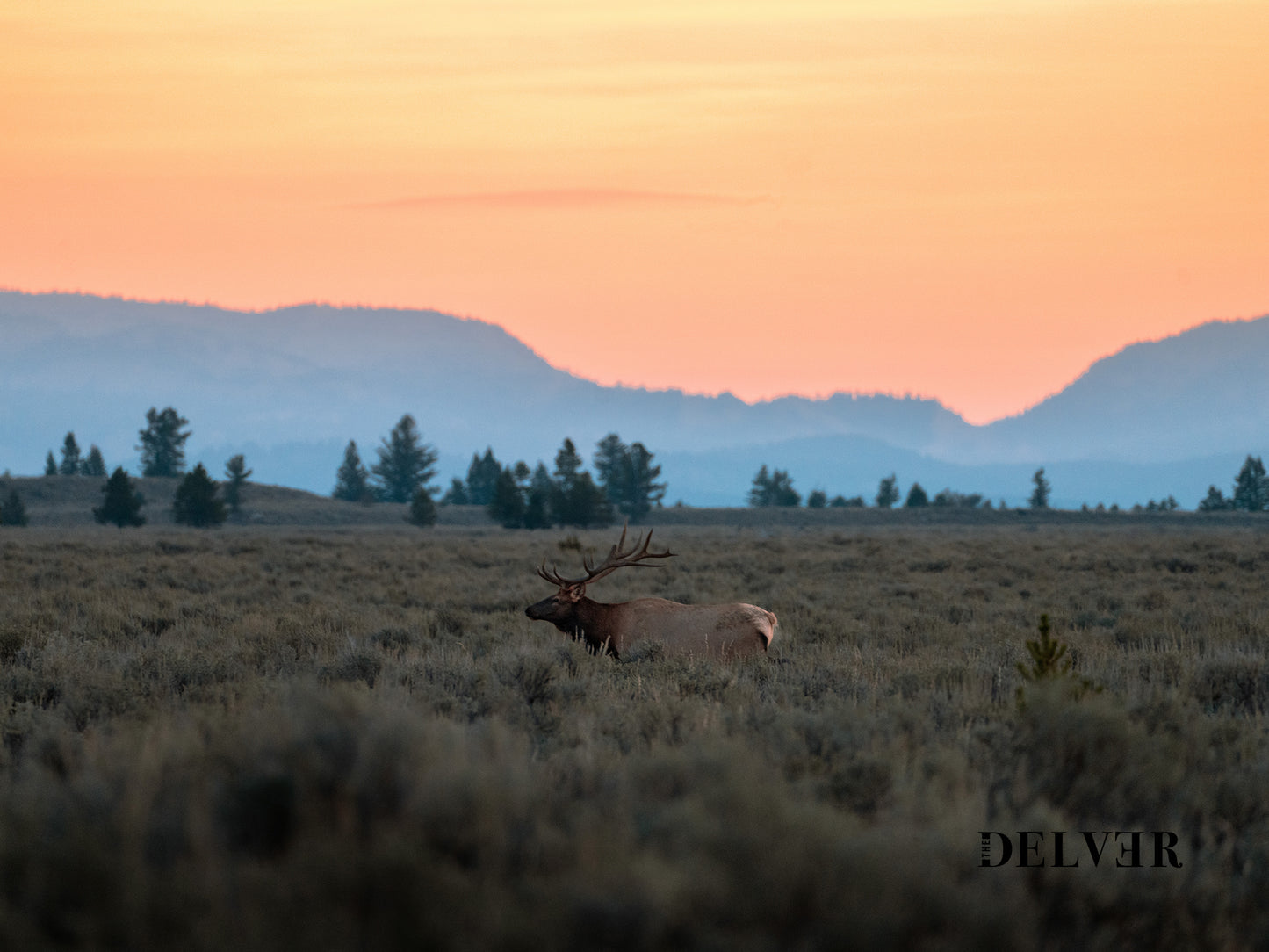 Majestic Elk in the Tetons – Wall Art for Nature Dreamers & Wildlife Lovers