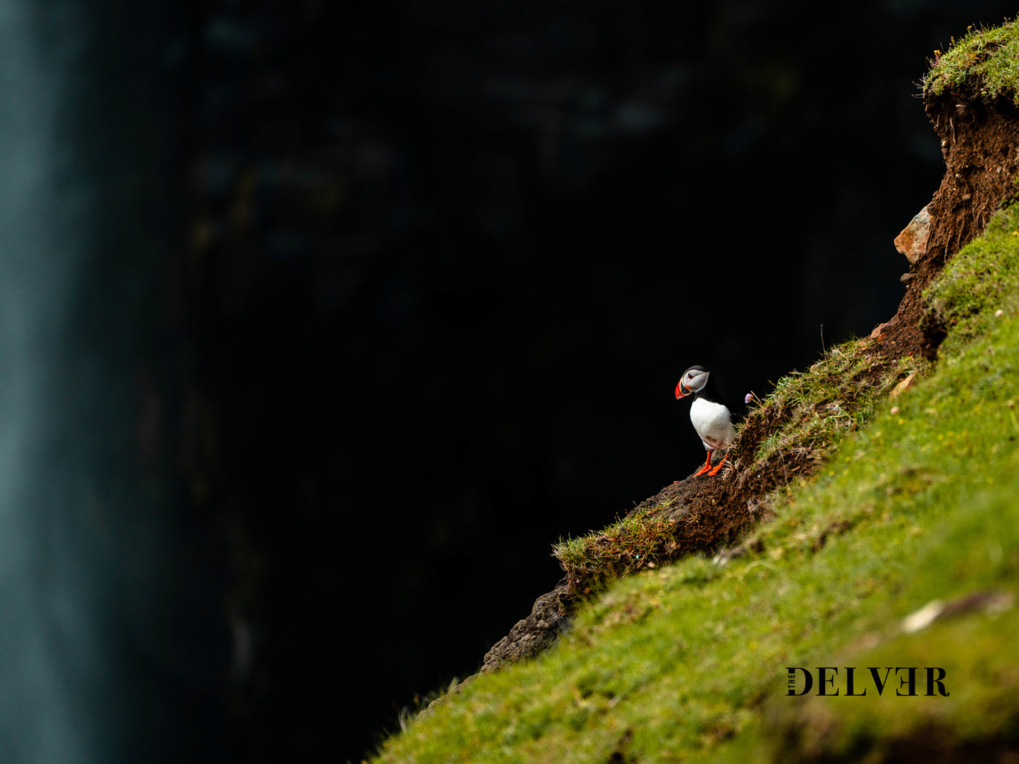 Wings of the Faroes – Puffins in Flight and Rest Print