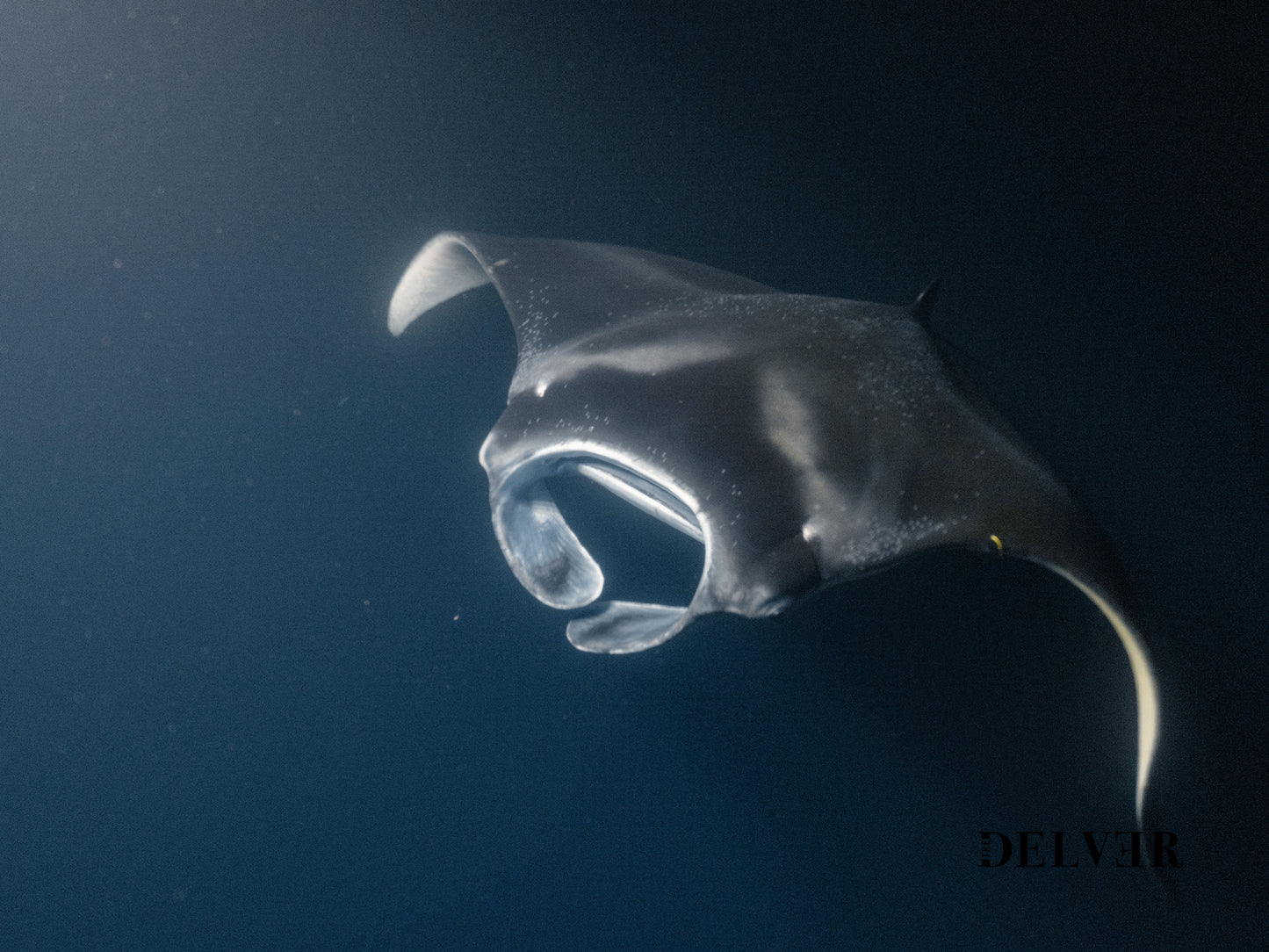 Ocean Giants – Manta Rays of Kona, Hawaii Wall Art