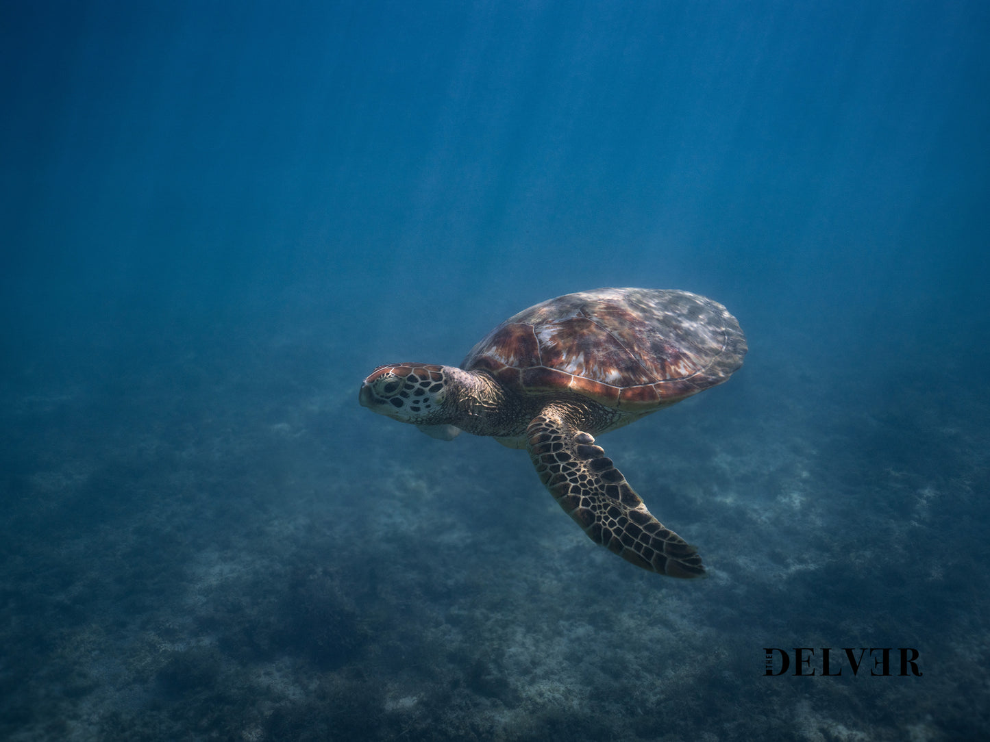 Hawaiian Serenity – Turtle Beneath the Waves Wall Art