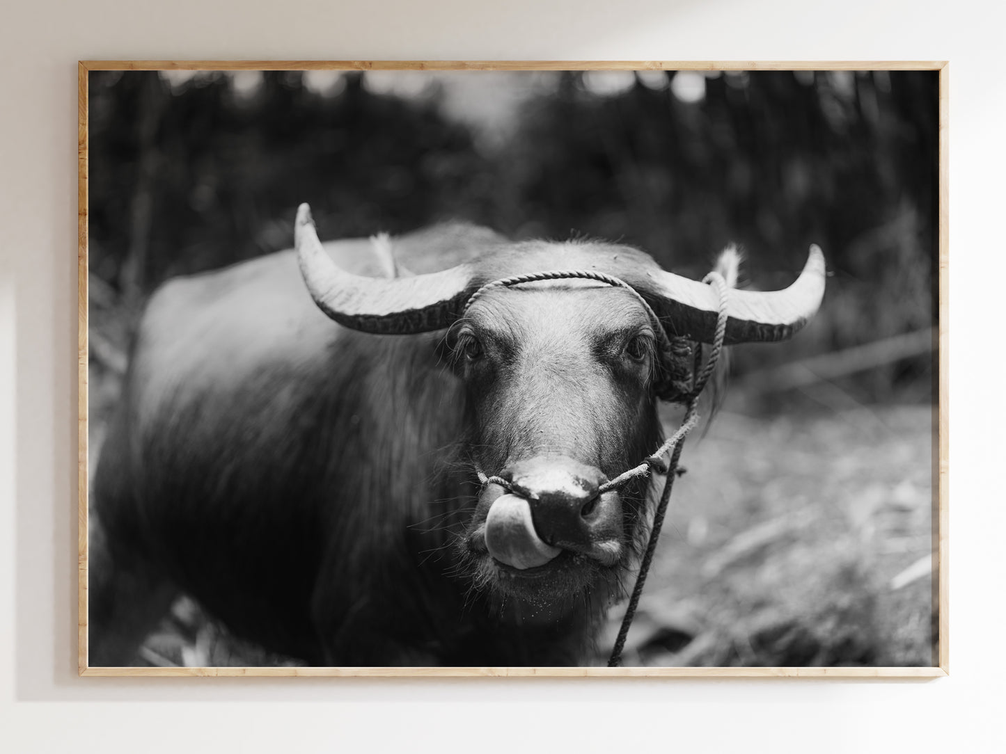 Timeless Elegance – Black & White Carabao in the Philippine Fields