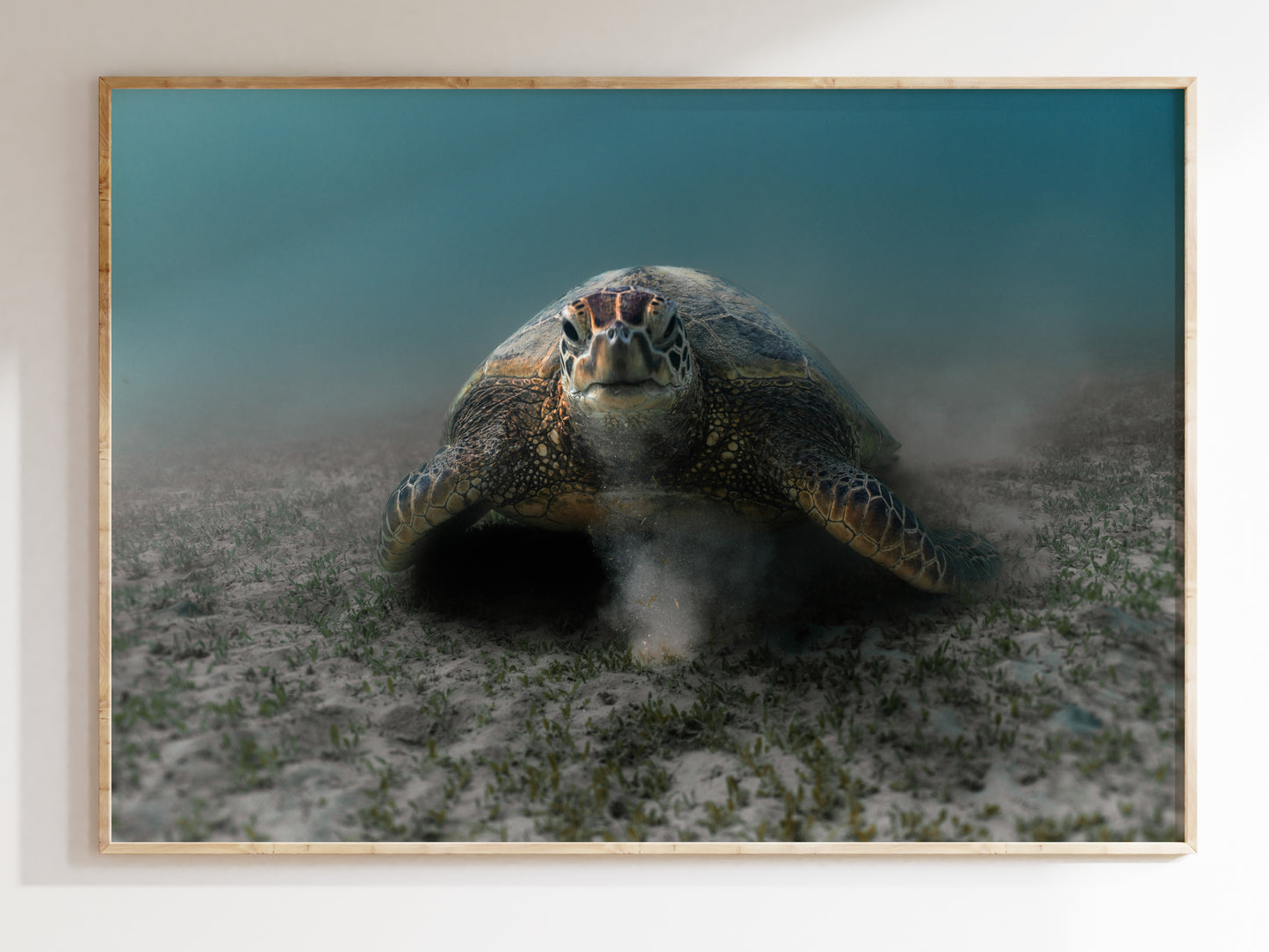 Ocean Feast – Hawaiian Green Turtle Grazing Wall Art
