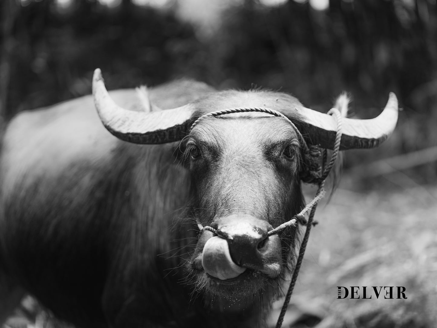 Timeless Elegance – Black & White Carabao in the Philippine Fields