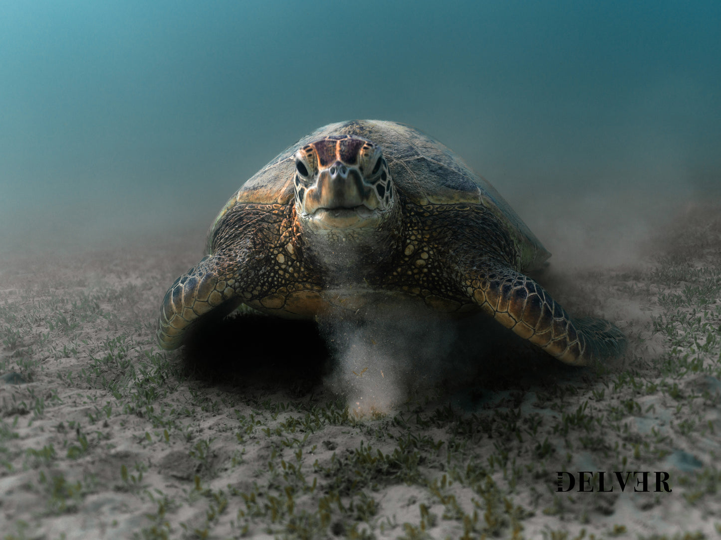 Ocean Feast – Hawaiian Green Turtle Grazing Wall Art