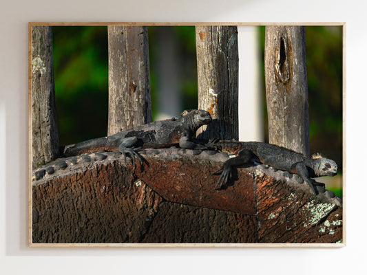 Island Rest – Lounging Marine Iguanas on the Galápagos Pie