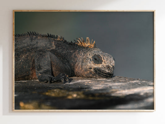 Resting in Paradise – Marine Iguana of the Galápagos Print