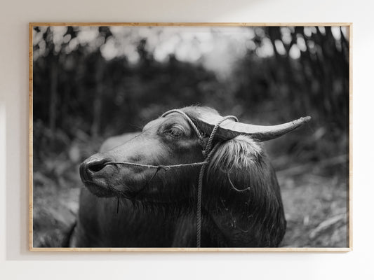 Silent Strength – Black & White Philippine Carabao Wall Art