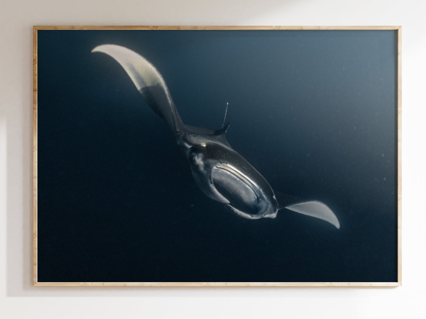 Grace Beneath the Waves – Manta Rays in Kona Print
