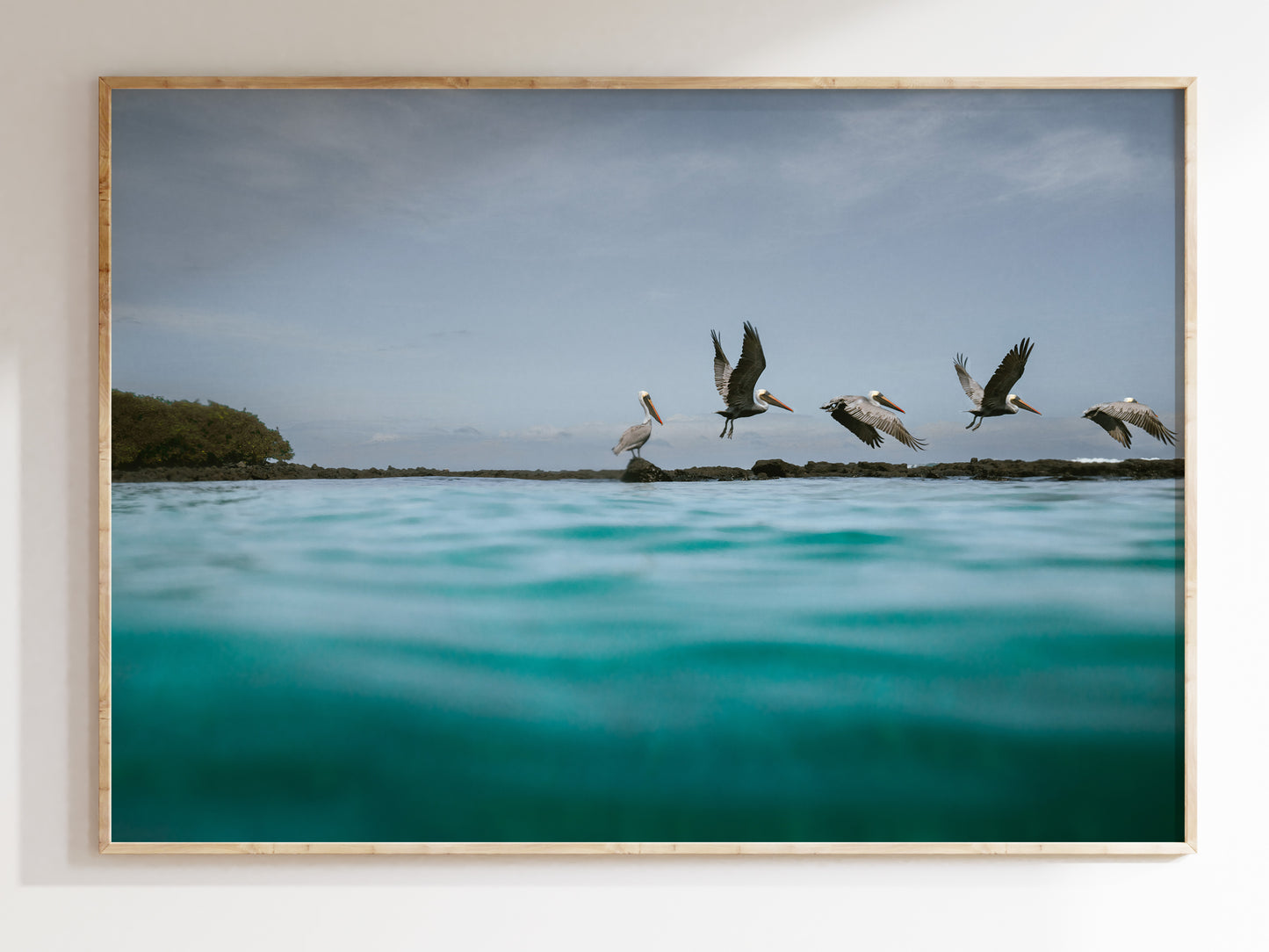 Taking Flight – Galápagos Pelican Wall Decor
